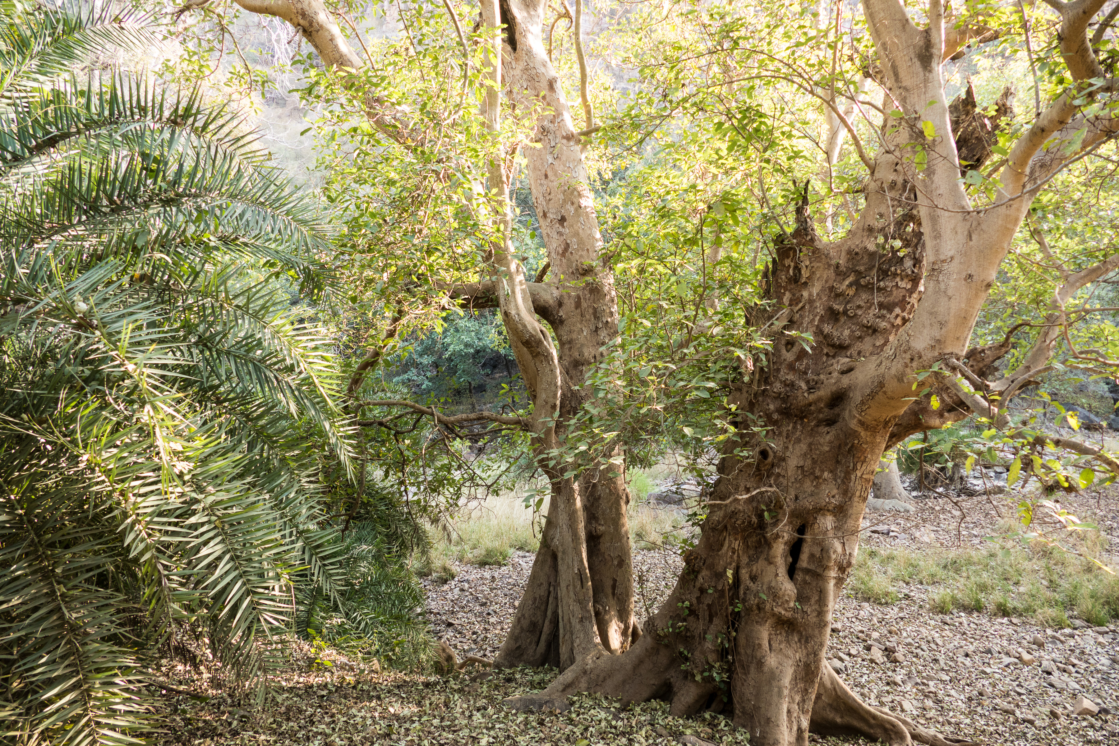 7 Ranthambore 23